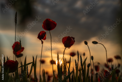 Fototapeta Naklejka Na Ścianę i Meble -  Poppy petals catch the last rays of sun – a close-up of a peaceful summer meadow at dusk, where red blossoms and golden skies create a timeless moment of natural beauty.