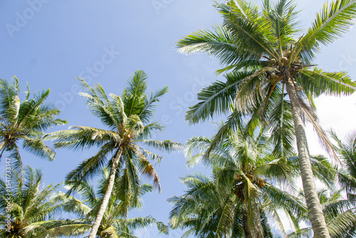 Coconut Trees Under Clear Blue Sky