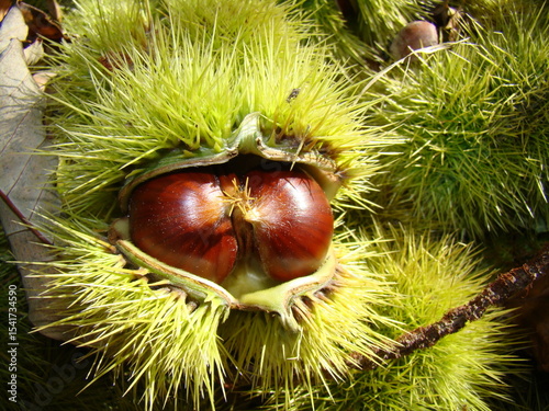 chestnuts on a white background