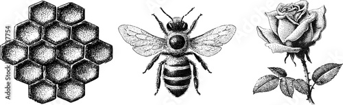 Detailed engraved bee, rose blossom and honeycomb design for nature and vector wildlife art projects