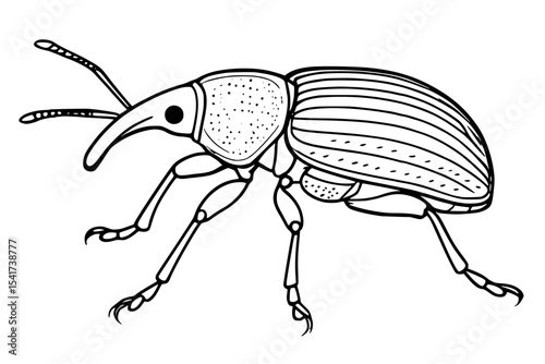 Weevil Vector Drawing with Detailed Line Art