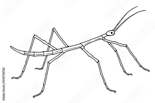 Vector Walking Stick Insect Illustration