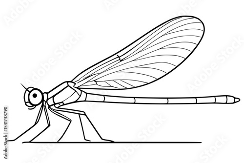 Vector Damselfly Line Drawing