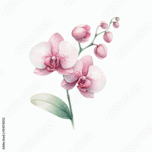 Silk Orchid Drift Orchid isolated watercolor vector illustration svg