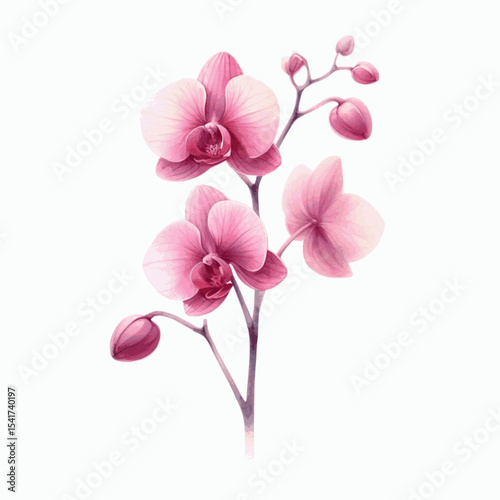 Velvet Petal Wash Orchid pink isolated watercolor vector illustration svg