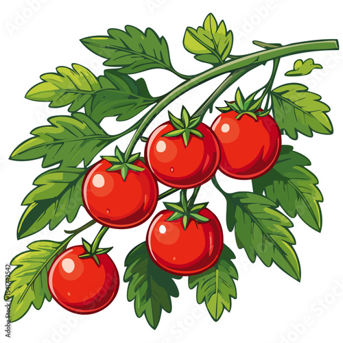 Branch of tomatoes vector color illustration. Image of fresh ripe red vegetables on a twig on an isolated background. For packaging and design.
