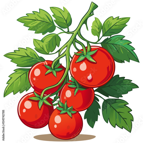 Branch of tomatoes vector color illustration. Image of fresh ripe red vegetables on a twig on an isolated background. For packaging and design.