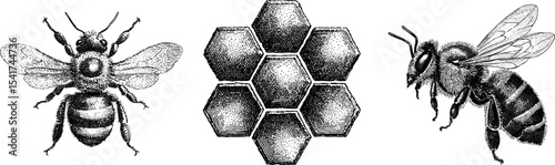 Intricate engraved bee illustration with wings and honeycomb design for nature vector prints