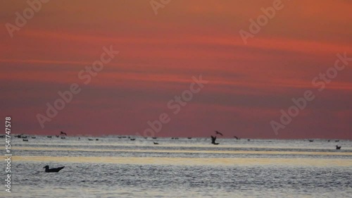 Birds, Sunset, Beach - Flock of birds flying over a beach at sunset.