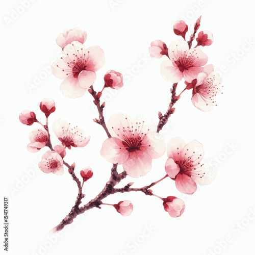 Sakura Sigh Cherry Blossom isolated watercolor vector illustration svg