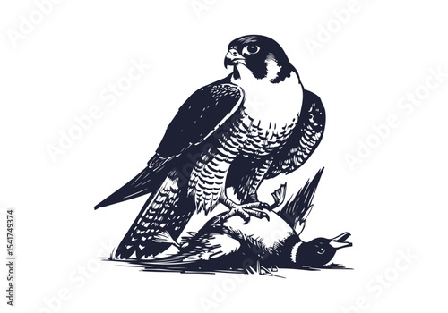 Peregrine Falcon hand drawn sketch vector illustration