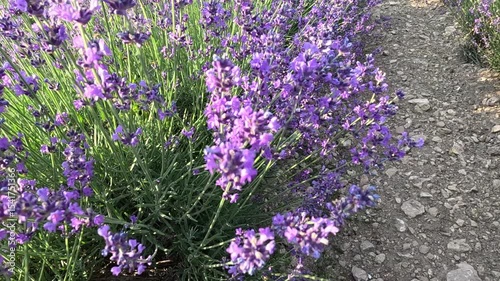 Lavender fields with fragrant purple flowers bloom at sunset. Lush lavender bushes in endless rows. Organic Lavender Oil Production in Europe. Garden aromatherapy. Slow motion, close up