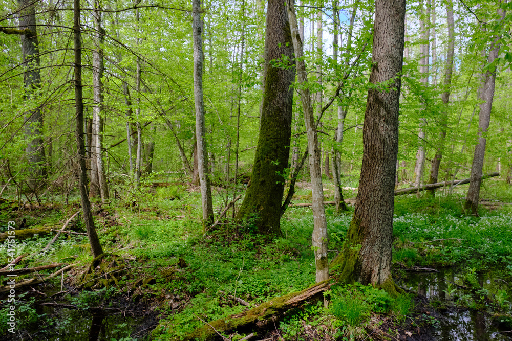Fototapeta premium Springtime alder-bog sunny forest with standing water
