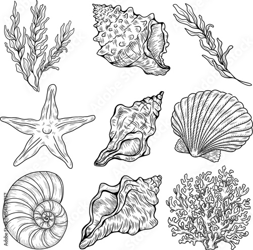 A set of different seashells, corals and starfish. Hand-drawn vector illustration
