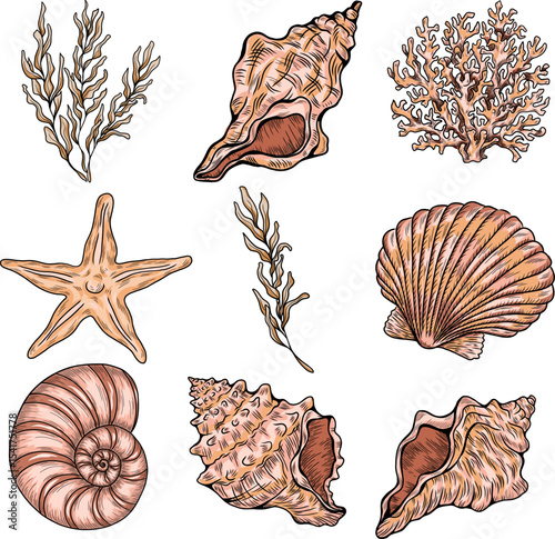 A set of different seashells, corals and starfish. Hand-drawn vector illustration