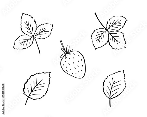 Strawberry vector doodle illustration, leaves and berry outline sketch, hand drawn icon of summer food