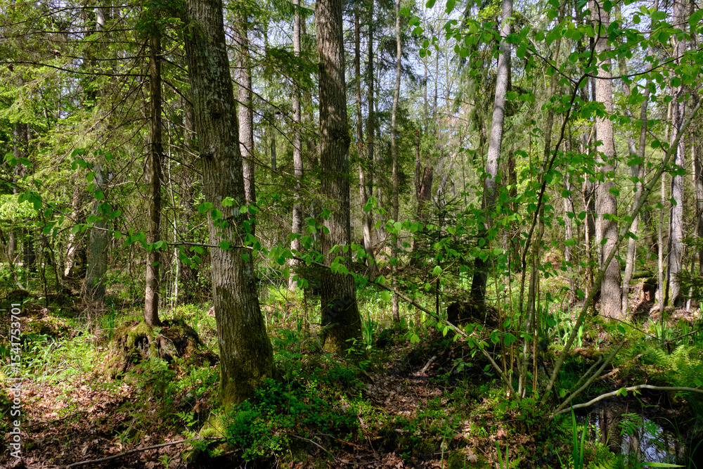 Obraz premium Springtime alder-bog sunny forest with standing water