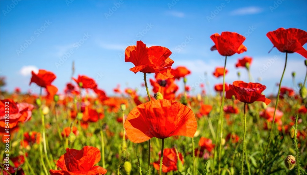 Vibrant Red Poppy Field Under Sunny Sky Vibrant Red Poppy Field Under Sunny Sky