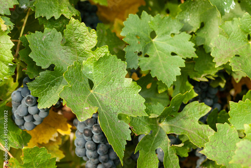 Lush green grape leaves frame clusters of ripening dark wine grapes on the vine, showcasing the vibrant health of a vineyard just before harvest, ideal for winemaking themes