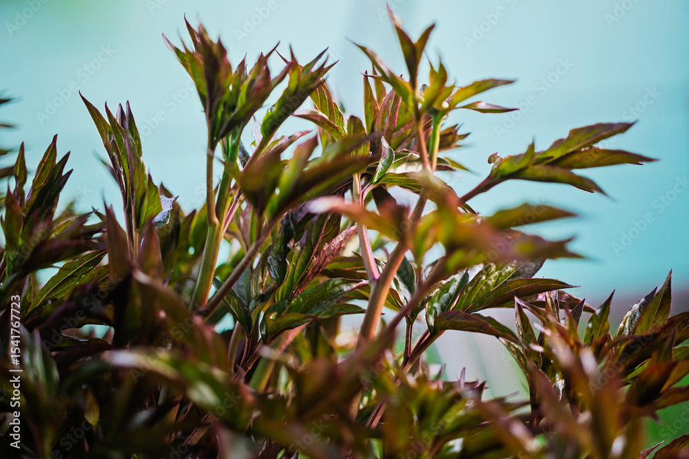 Fototapeta premium Lush green foliage with vibrant leaves under natural light in an indoor setting