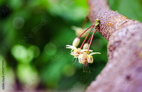 Cocoa flowers, cacao flowers on growing tree trunk close-up ,Cacao flowers on cocoa tree, macro