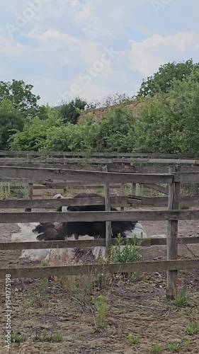 A cow behind a fence