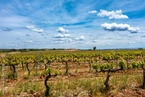 Sotillo de la Ribera, Castile and Leon, Spain; May 26, 2025: Vineyards of Bodegas Callejo in the Ribera del Duero Wine Region