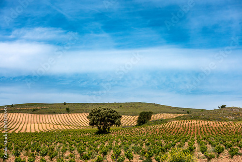 Aligned Vineyards in Ribera del Duero Wine Region. Olmedillo de Roa, Burgos, Castile and Leon, Spain