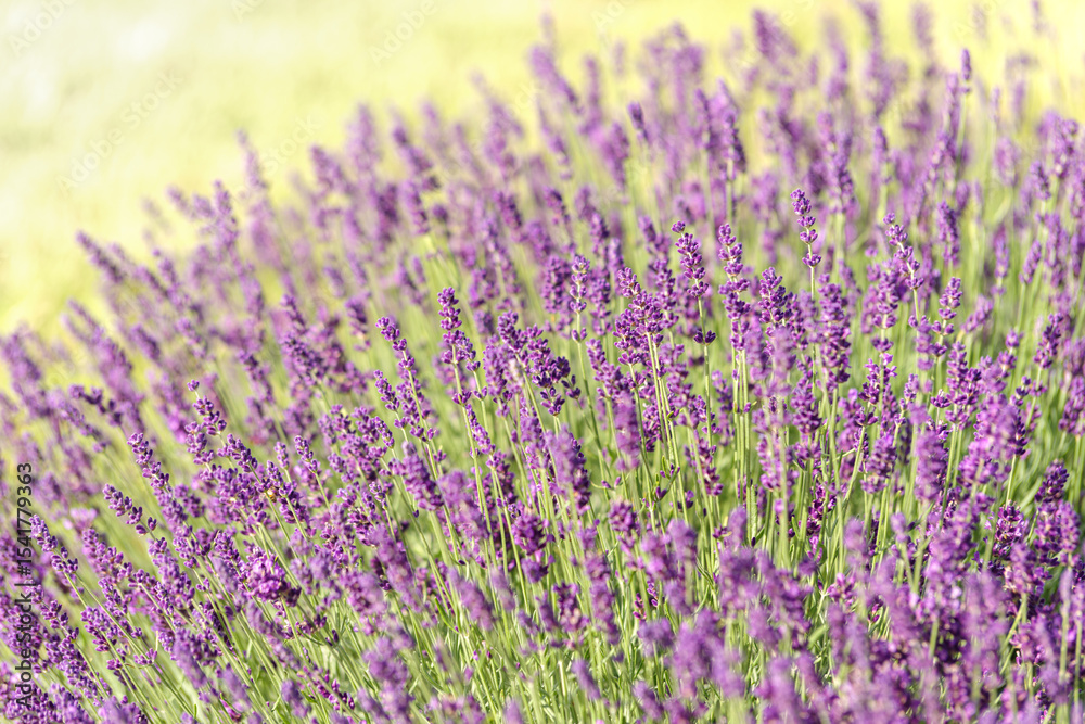 Obraz premium zagon kwitnącej lawendy w ogrodzie