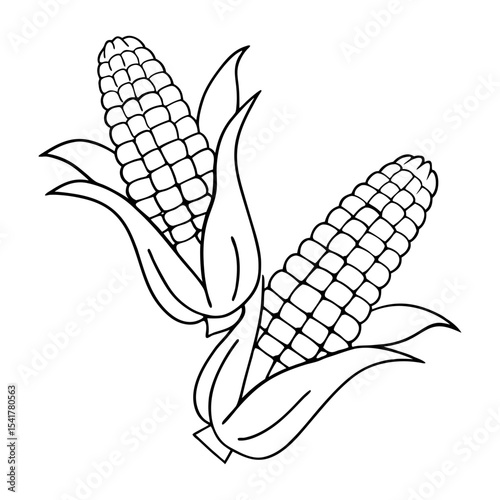 two corn cobs with husks peeled back autumn harvest vegetable for thanksgiving vector icon