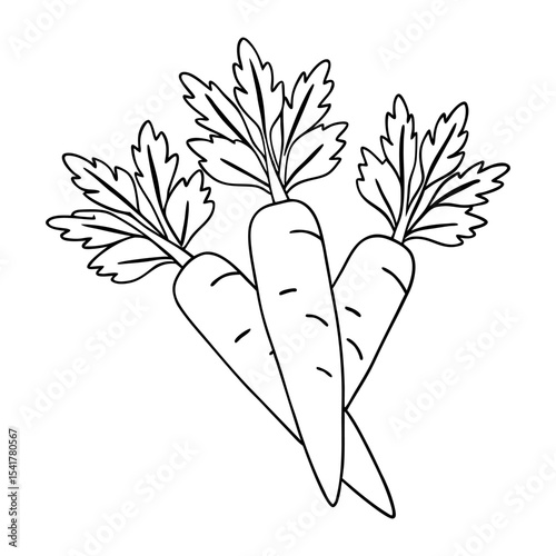 three carrots with leafy tops tied together autumn harvest garden vegetable vector icon