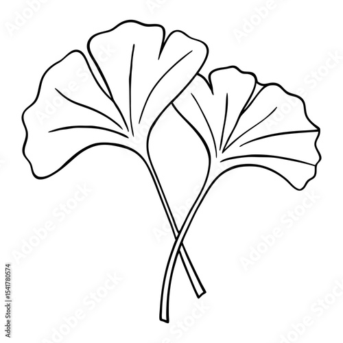 ginkgo leaves fan shaped autumn foliage from medicinal tree for seasonal design vector icon