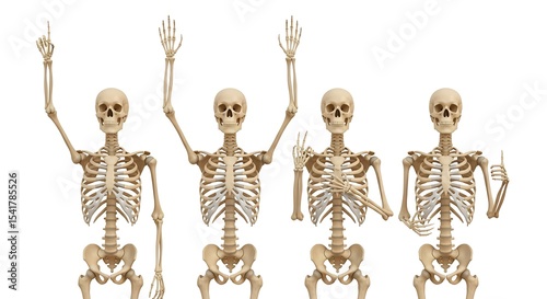 Skeletal Anatomy Poses and Gestures of the Human Skeleton,  Detailed Illustrations of Bone Structure and Movement