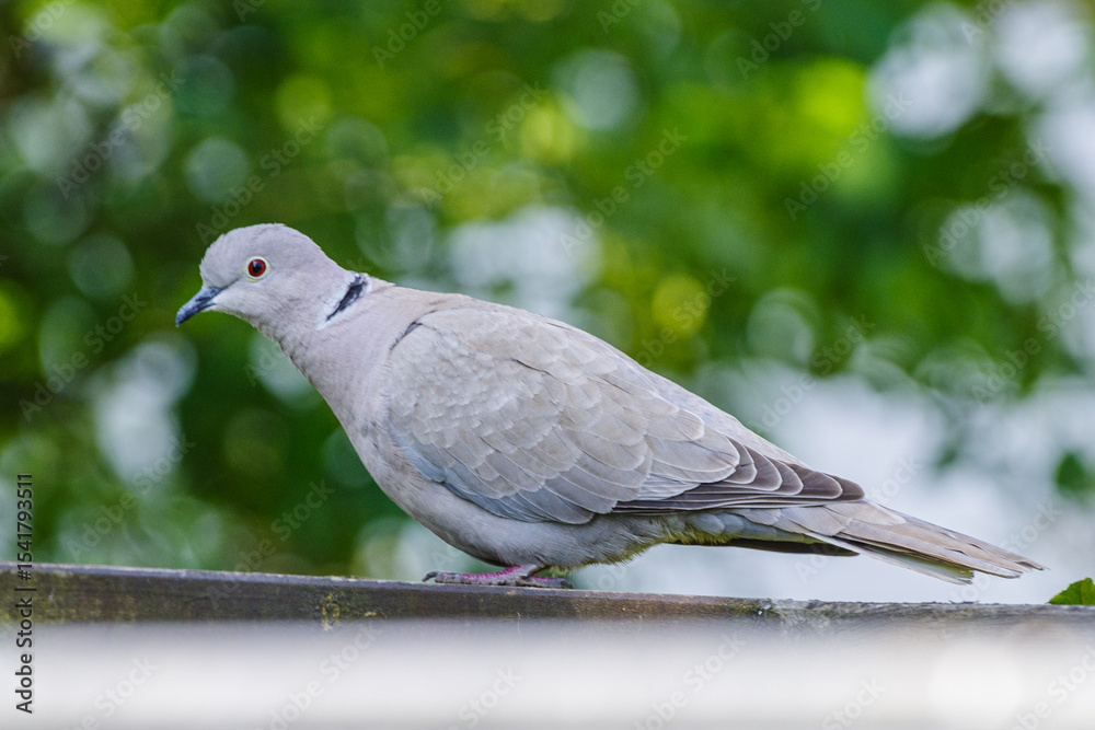 Fototapeta premium gołąb sierpówka siedzi na płocie