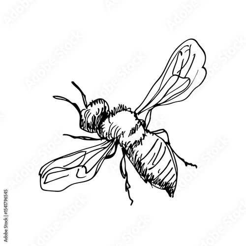 flying bee vector line drawing with transparent background, detailed black insect in minimal contour sketch with open wings, concept of nature icon, entomology, educational materials