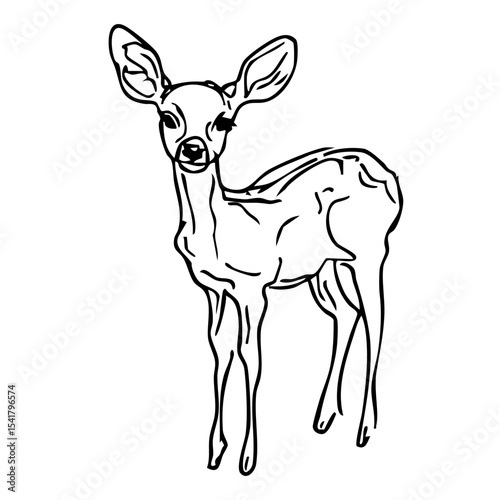 fawn standing upright and gazing, black ink vector drawing of baby deer looking at camera, isolated on white background, concept of wildlife publishing, children's book, forest education