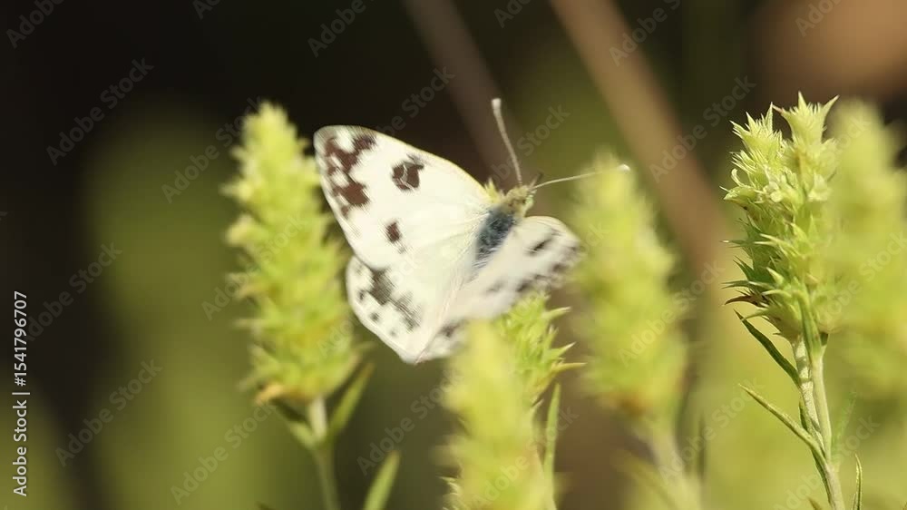 Mariposa de la mostaza Pontia daplidice sale volando desde rabogato Sideritis tragoriganum, Alcoy, España