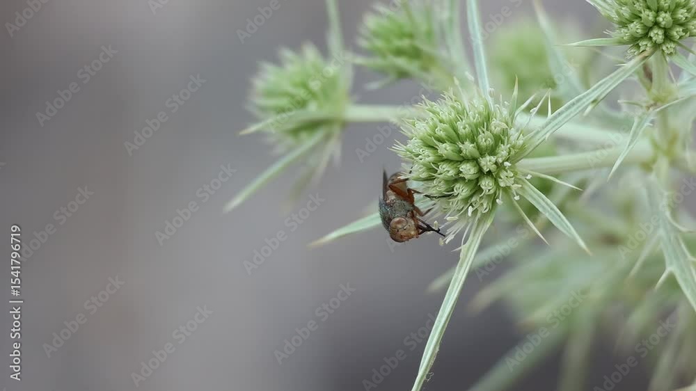 Mosca Rhyncomya columbina limpiandose los ojos en planta Cardo corredor Eryngium campestre, Alcoy, España
