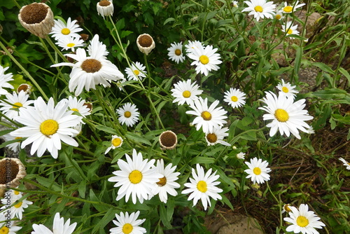 Fototapeta Naklejka Na Ścianę i Meble -  White daisies blooming in garden during summer day