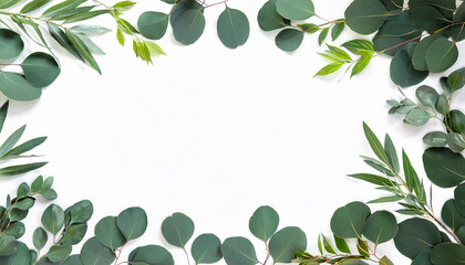 eucalyptus leaf frame square border of greenery on transparent background