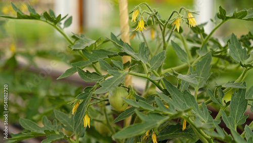 Growing cherry tomatoes. Green unripe fruits on tomato branch in greenhouse. Flowering and fruiting of plant. The concept of agricultural plants, blooming, harvesting, gardening.
