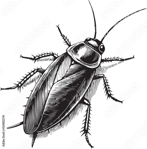 American Cockroach (Periplaneta americana), Types of Cockroaches, Vector Illustration, Sketch Drawing Line Linear Symbol Icon Engraving Coloring Book, Hand-drawn Black and White Isolated
