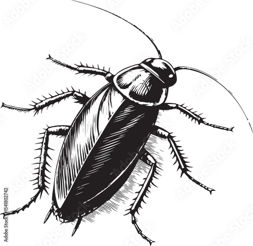 American Cockroach (Periplaneta americana), Types of Cockroaches, Vector Illustration, Sketch Drawing Line Linear Symbol Icon Engraving Coloring Book, Hand-drawn Black and White Isolated
