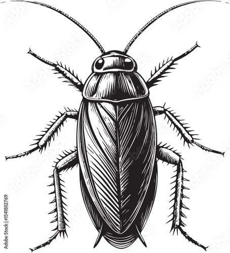 German Cockroach (Blattella germanica), Types of Cockroaches, Vector Illustration, Sketch Drawing Line Linear Symbol Icon Engraving Coloring Book, Hand-drawn Black and White Isolated
