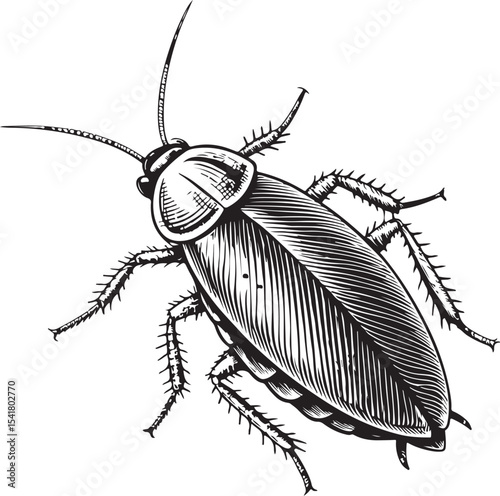Wood Cockroach (Parcoblatta spp.), Types of Cockroaches, Vector Illustration, Sketch Drawing Line Linear Symbol Icon Engraving Coloring Book, Hand-drawn Black and White Isolated
