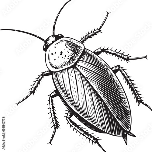 Wood Cockroach (Parcoblatta spp.), Types of Cockroaches, Vector Illustration, Sketch Drawing Line Linear Symbol Icon Engraving Coloring Book, Hand-drawn Black and White Isolated
