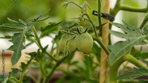 Growing cherry tomatoes. Green unripe fruits on tomato branch in greenhouse. Flowering and fruiting of plant. The concept of agricultural plants, blooming, harvesting, gardening.