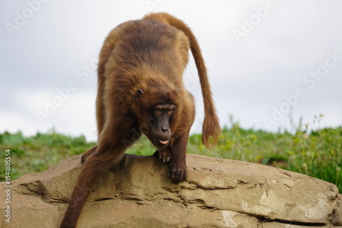 Gelada