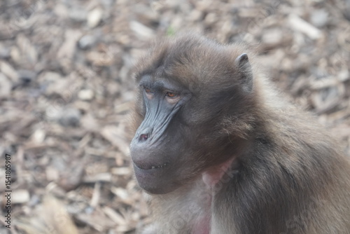 Gelada