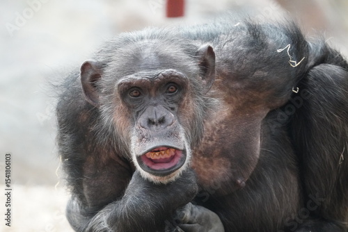 Chimpanzee